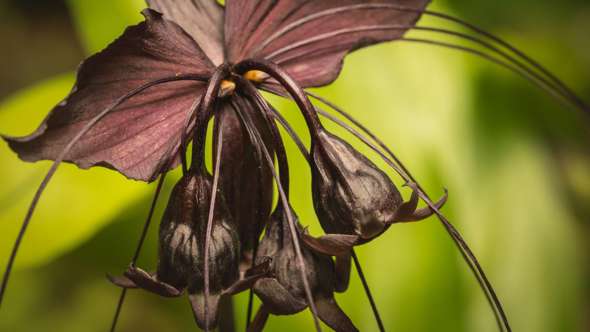 A Tacca Chantrieri, also known as a Black Bat Flower, Cats Whiskers, Devil Flower, Bat Head Lily, or Devil’s Tongue. An unusual exotic tropical plant with ominous dark purple and black petals